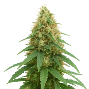 Pineapple Express Auto