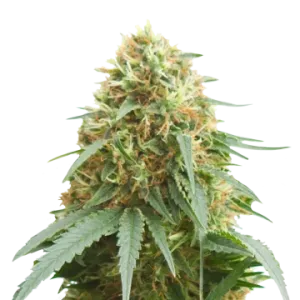 Pineapple Express