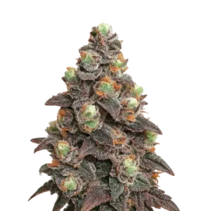 Pink Rozay Auto