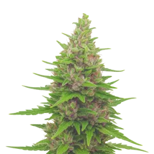 Pink Runtz Auto