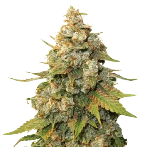 Shiskaberry