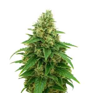 Stardawg Auto