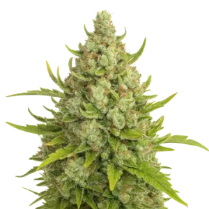 Super Lemon Haze Auto