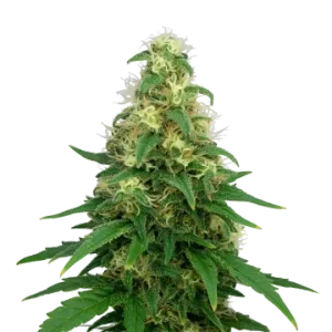 Super Silver Haze Auto