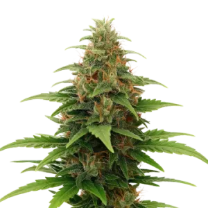 Tangerine Dream Auto