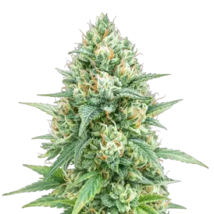 Tetra Express Auto