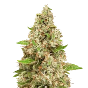 Triangle Kush