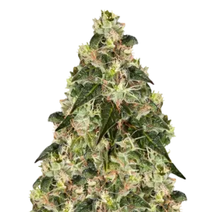 XJ-13