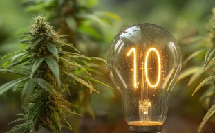 10 Tips voor Maximale Opbrengst van je Cannabisplanten