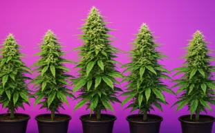 5 Beste Autoflower Soorten voor Stealth en Discrete Kweek