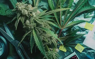 6 Bewezen tips om de bloeitijd van je cannabisplanten te verkorten