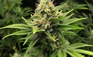De ultieme Autoflower Cannabiszaden FAQ: Alles wat je moet weten