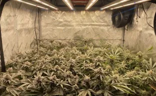 Geavanceerde training van cannabisplanten: de ultieme gids om de opbrengst te maximaliseren