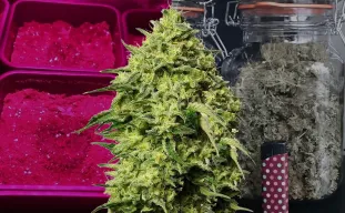 Amnesia Haze Kweekdagboek van Week tot Week