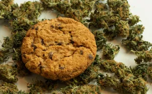 10 Best Smakende Strains Aller Tijden 😋