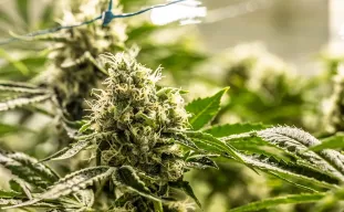 Vastgelopen groei naar explosieve opbrengsten: een gids voor grotere, dichtere autoflower-toppen