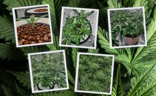 Autoflower levenscyclus met week-tot-week foto's