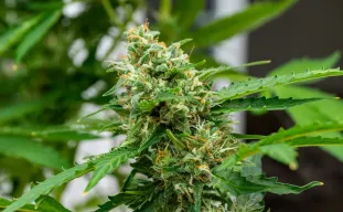 Handleiding voor Autoflower Voeding