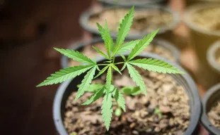 Welke Maat Pot Gebruiken Bij Autoflowers?