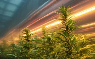 Beginnersgids voor het kweken van snelbloeiende cannabissoorten