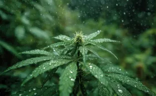 De beste CBD-cannabissoorten voor kweken in vochtige klimaten