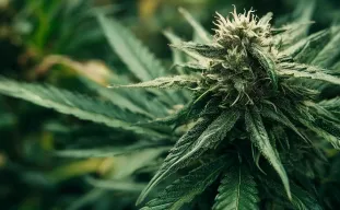 Beste Indica cannabis soorten voor buitenkweek in koelere noordelijke klimaten