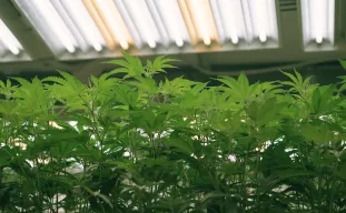 The Ultimate Autoflower Lichtschema Gids: Maximaliseer Je Opbrengsten