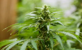 De 10 beste schimmelbestendige cannabissoorten voor een succesvolle oogst in 2026