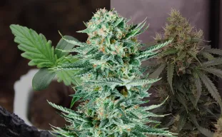 Blue Dream Auto Kweekdagboek van Week tot Week