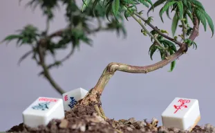 Bonsai wiet kweken, hoe doe je dat?