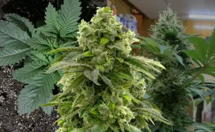 Bruce Banner Kweekdagboek Week per Week
