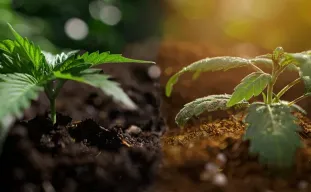 Coco-coir versus aarde voor cannabis: wat is beter? Onze door het lab onderbouwde kijk op grotere toppen in 2026