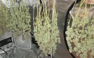 De complete gids voor het oogsten, trimmen, drogen en curen van cannabis (2026)