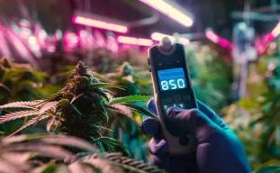 Cannabis lichte verbrandings- en hittestress: symptomen en oplossingen (praktijkoplossingen die echt werken)