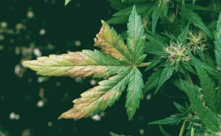 Cannabisvoedingstekorten en -toxiciteiten: een praktijkgerichte gids voor snelle diagnose en oplossingen