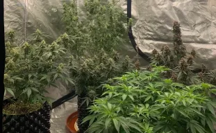 De ultieme gids voor cannabisgenetica, fenotypen en veredeling