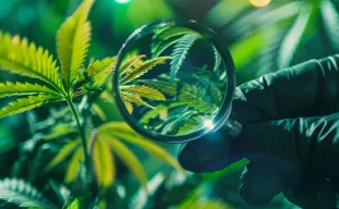 Cannabishandleiding voor Probleemoplossing: Diagnoseer Snel en Los Definitief op