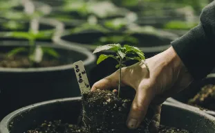 Welke maat pot is geschikt voor een wietplant?