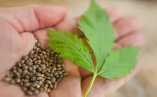 High-CBD versus High-THC Genetica: Uw Medicijn Kiezen