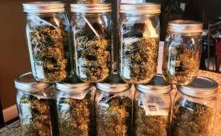 Hoe je uitgeharde buds bewaart voor langdurige versheid en potentie (zonder je terpenen om zeep te helpen)