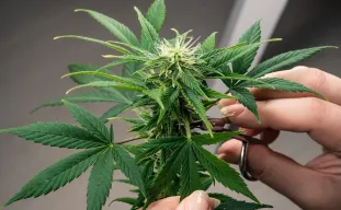 Autoflowers ontbladeren, is het mogelijk en veilig?