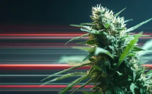 Snelbloeiende Cannabiszaden uitgelegd: Wat zorgt ervoor dat deze soorten zo snel klaar zijn?
