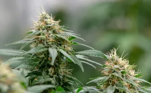 5 Autoflower Soorten Voor Een Snelle Kweek ⌛