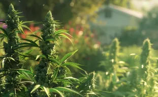 Snelste cannabissoorten voor korte buitenseizoenen