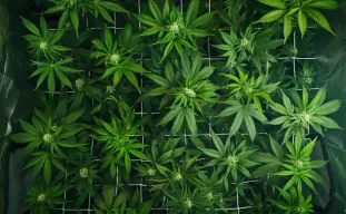 De Complete Handleiding voor het Trainen van Cannabisplanten: LST, toppen en ScrOG