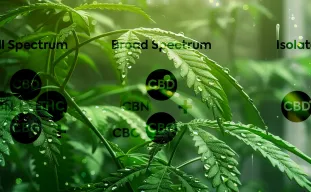 Full-Spectrum, Broad-Spectrum en CBD-Isolaat: Wat is het beste om thuis te kweken?
