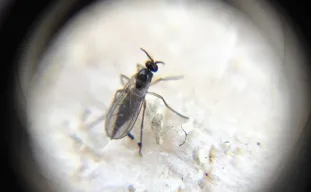 Hoe Kom je van Rouwvliegjes in Cannabis af: een Complete Handleiding voor Kwekers