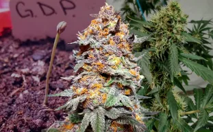 Granddaddy Purple Kweekdagboek per Week