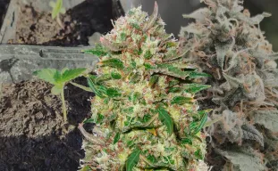 24K Gold – Week-voor-week kweekdagboek & strain review