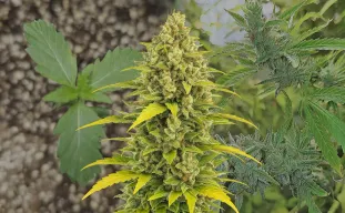 Acapulco Gold Auto - Kweekdagboek per Week & Strain Review